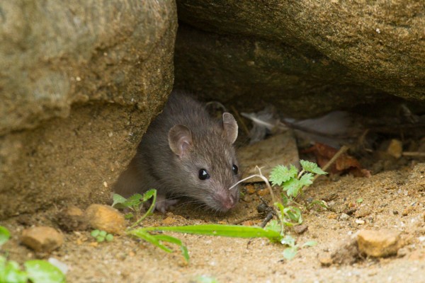 Rat at Falmer Pond