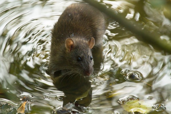 Brown rat in small pool of water