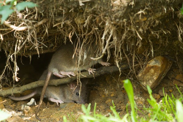Rats playing by tree roots