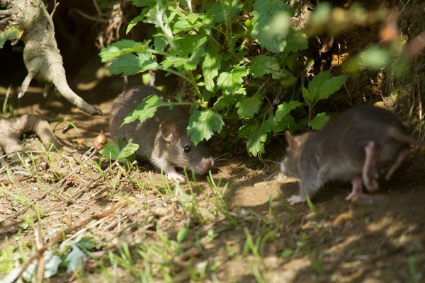 Rats playing by tree roots