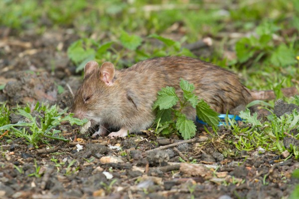 rat foraging