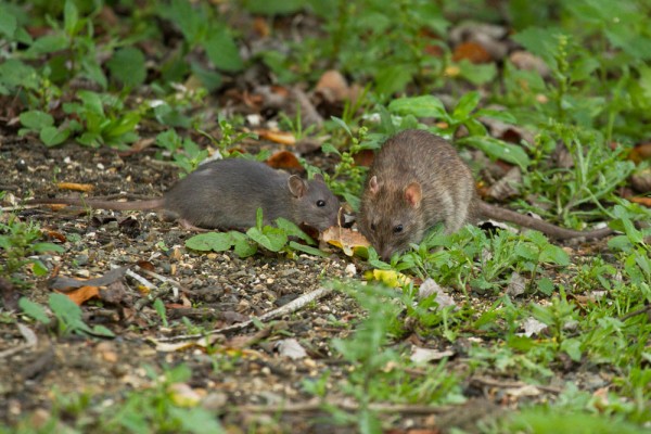 Adult and juvenile brown rats