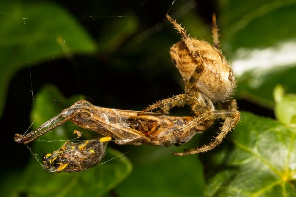 Common garden spider (Araneus diadematus), with  prey
