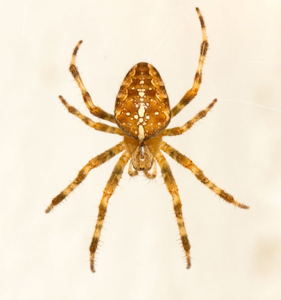 Common garden spider (Araneus diadematus)