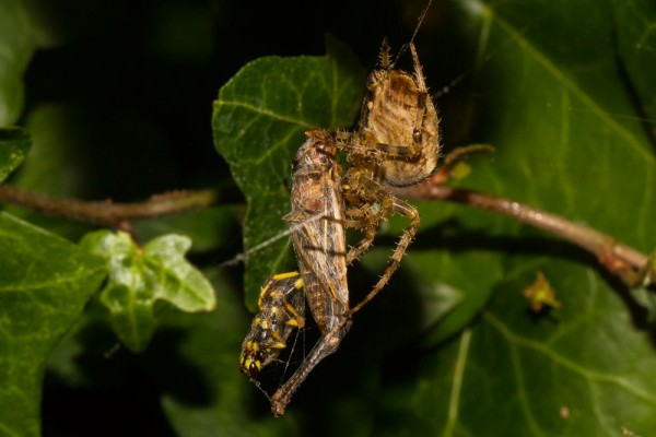 Common garden spider (Araneus diadematus), with  prey
