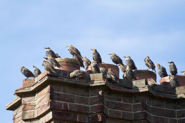 Juvenile starlings 
