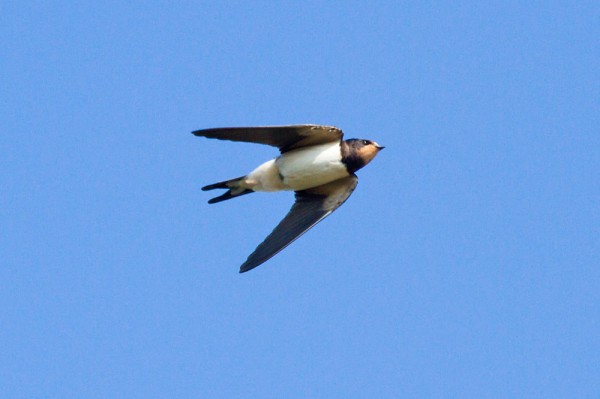 Swallow (Hirundo rustica) 