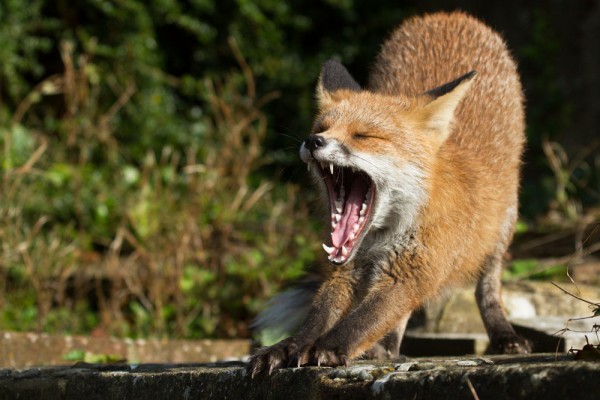 fox yawning