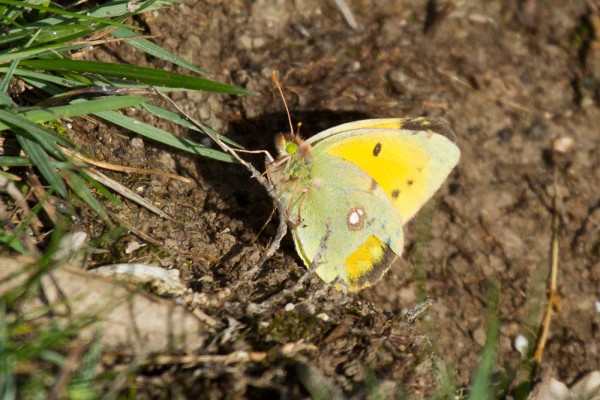 Clouded yellow butterfly 