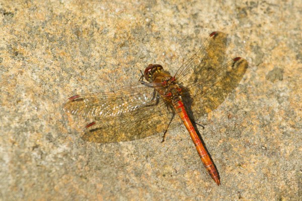 Common darter dragonfly 