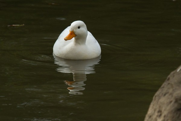Small white duck 