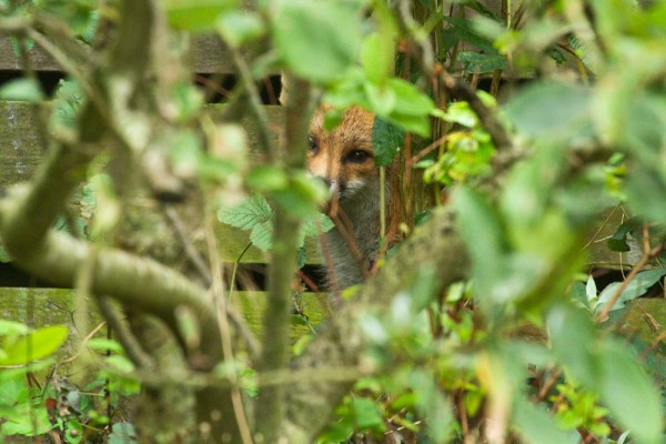 Fox hiding behind shrub