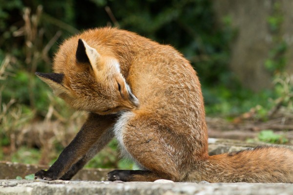 Fox grooming