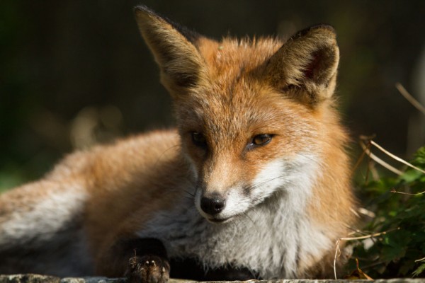 fox resting