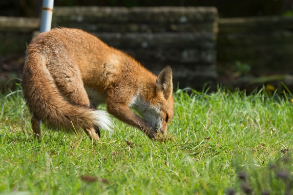 fox digging for grubs