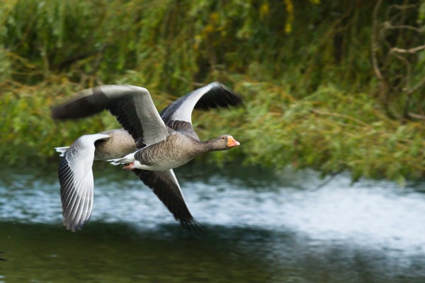 Greylag geese