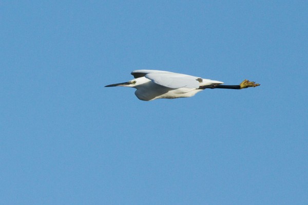 Little egret 