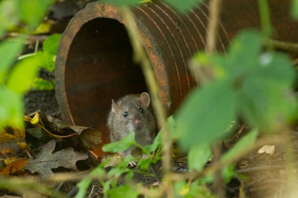 rat in a drainpipe
