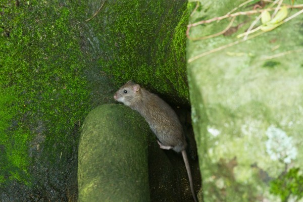 Rat on a tree root