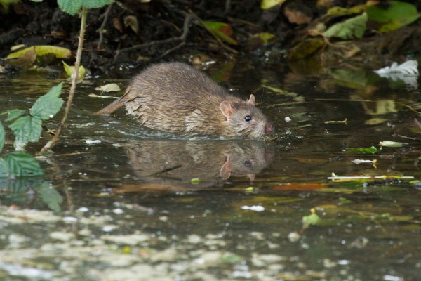 rat wading through water
