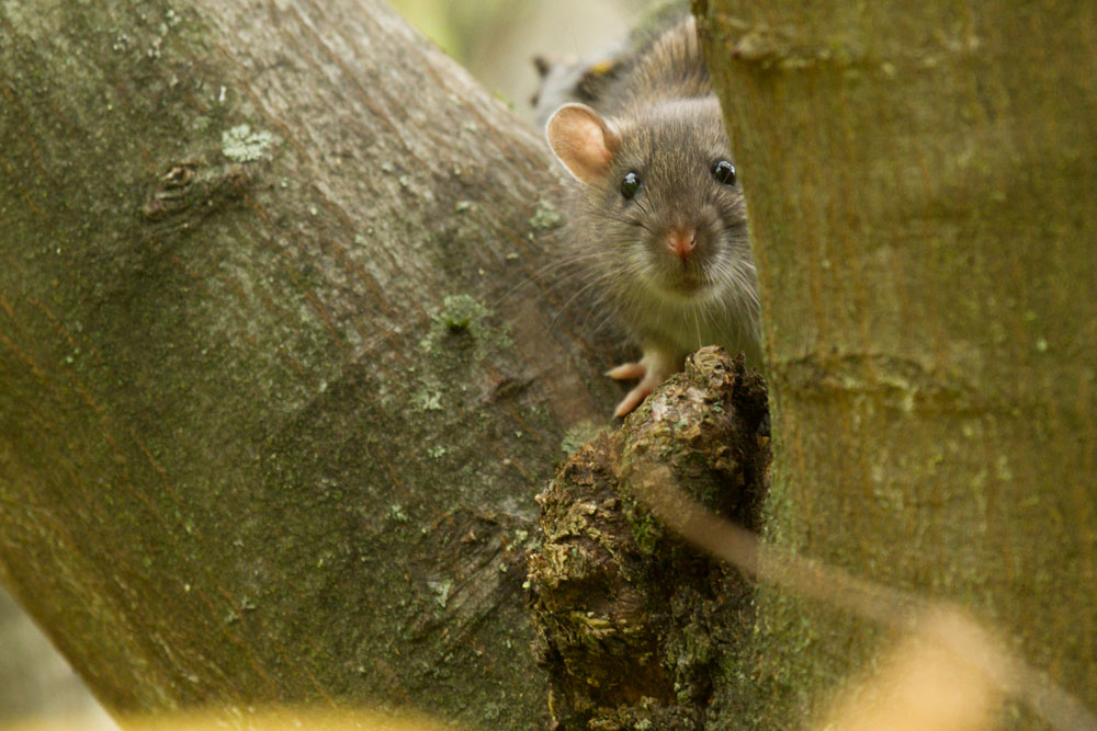 Rats High and Low Everything is Permuted