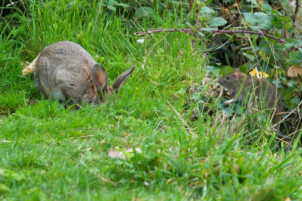 Rat and Rabbit