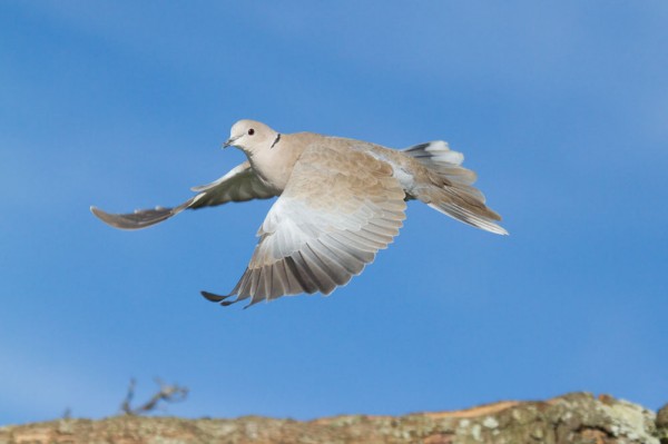 Collared dove 