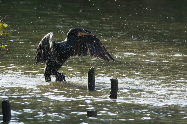 A cormorant makes a splash