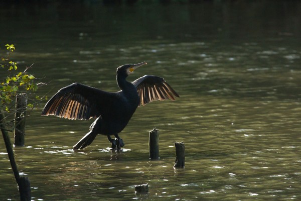 A cormorant makes a splash