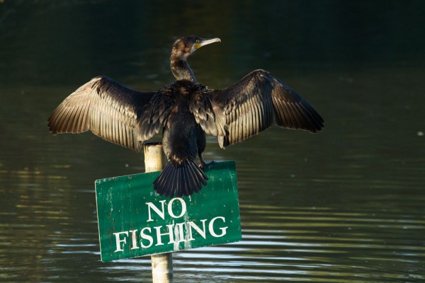 Cormorant on No Fishing Sign