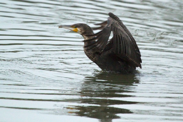 Cormorant at Falmer Pond