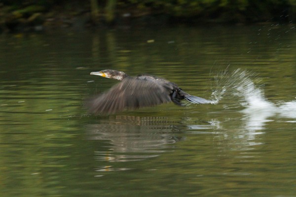 Cormorant at Falmer Pond