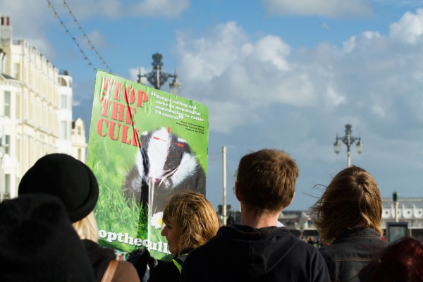 Protesters at the Brighton Stop the Badger Cull March, 