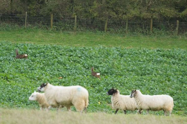 Roe deer and sheep on the South Downs