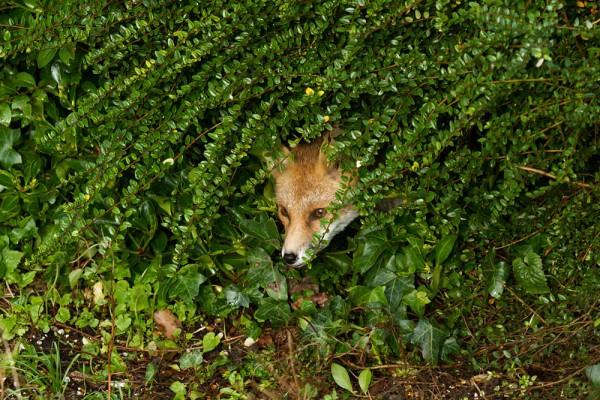 Fox emerging from a hedge