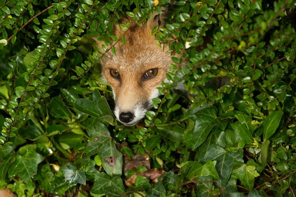 Fox emerging from a hedge