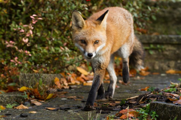 fox limping