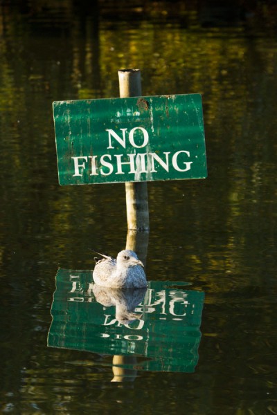 Gull - No Fishing
