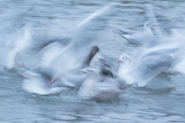 Motion blur photo of gulls