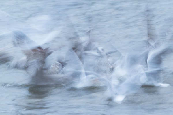 Motion blur photo of gulls