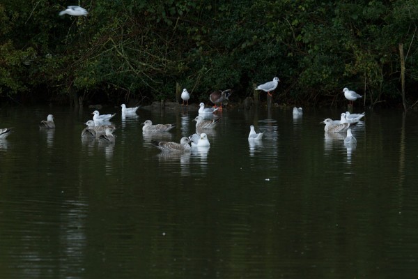 Gulls on Falmer Pond