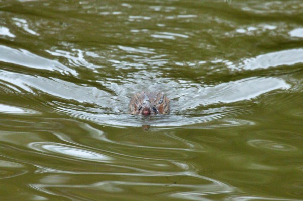 Swimming rat
