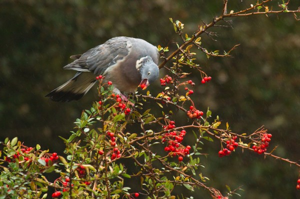 Woodpigeon eating berries 
