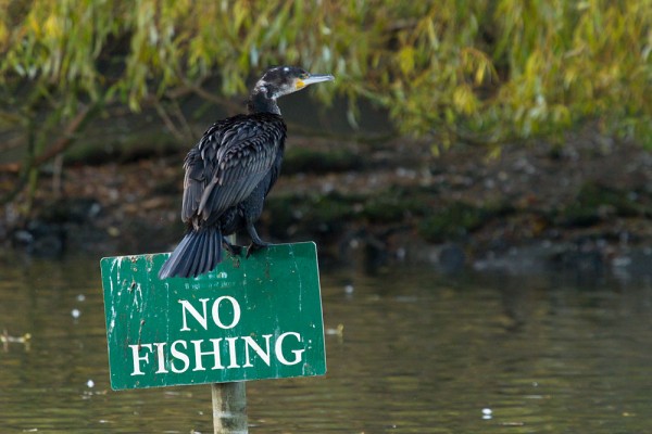 Cormorant on a No Fishing sign