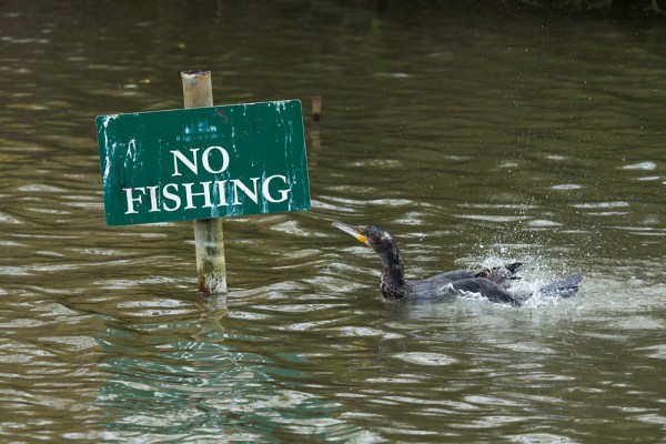 Cormorant on No Fishing sign