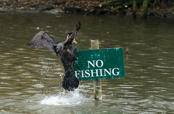 Cormorant on No Fishing sign