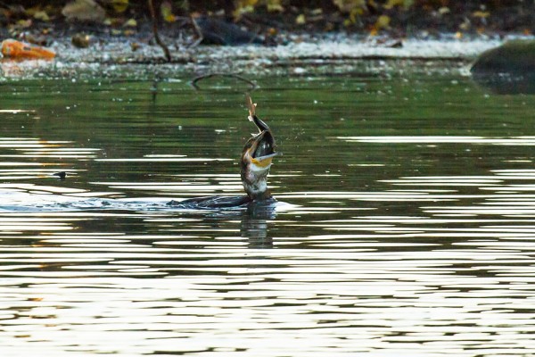 Cormorant catching a fish 