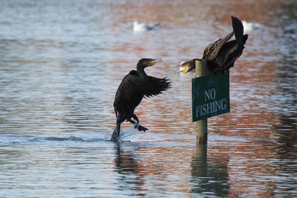 Cormorants dispute