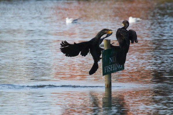 Cormorants dispute