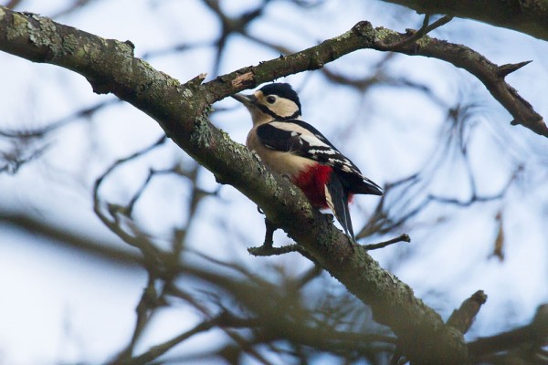 Female great spotted woodpecker 